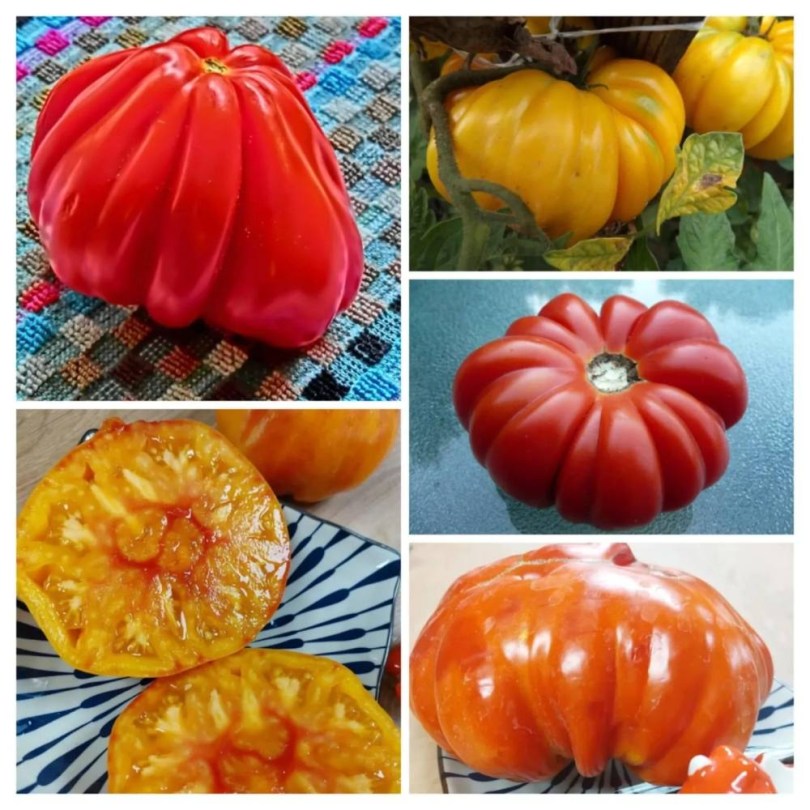 Olasz paradicsom magkeverék, Lycopersicum esculentum, paradicsom